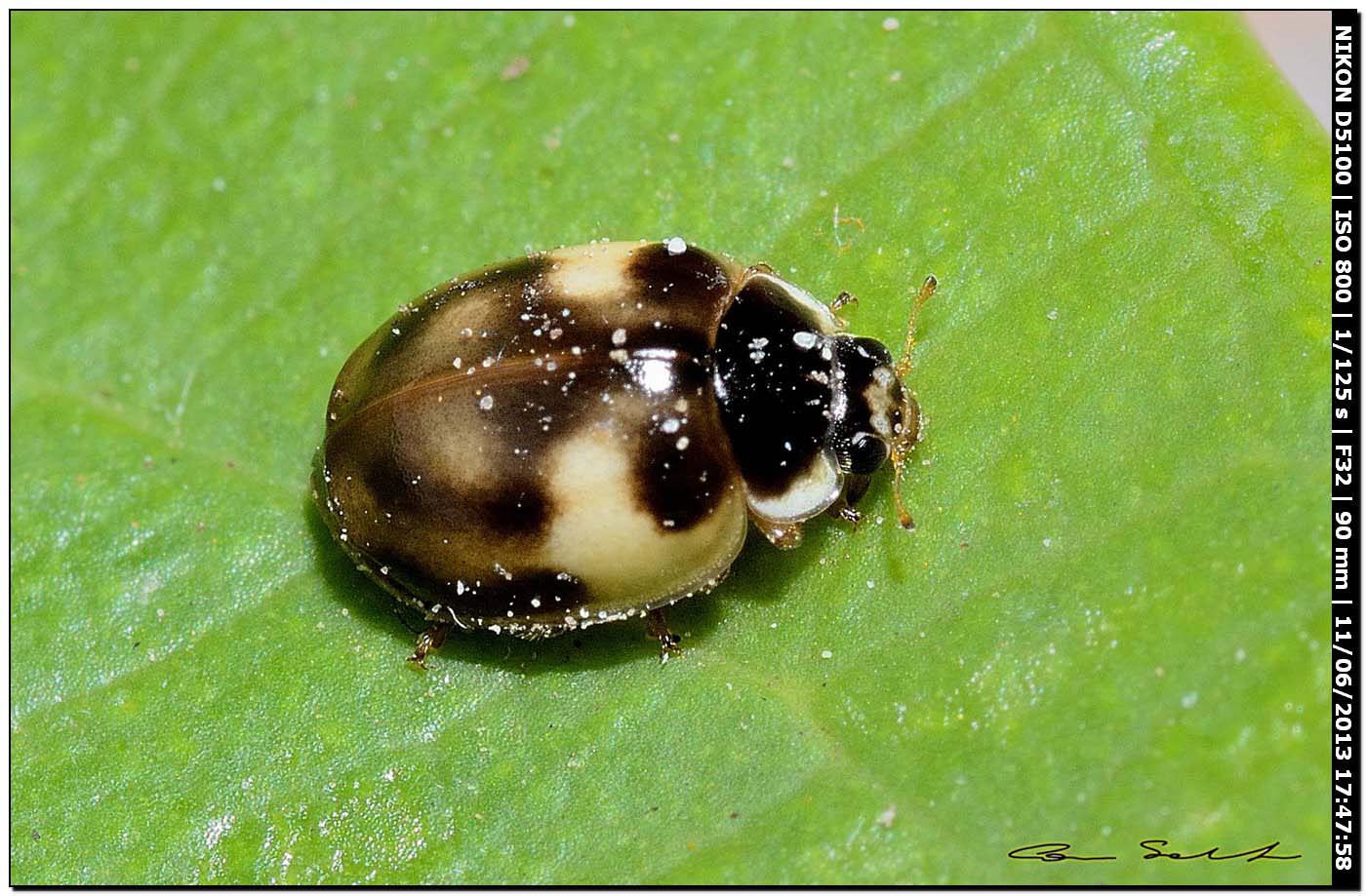 Coccinellidae da id.